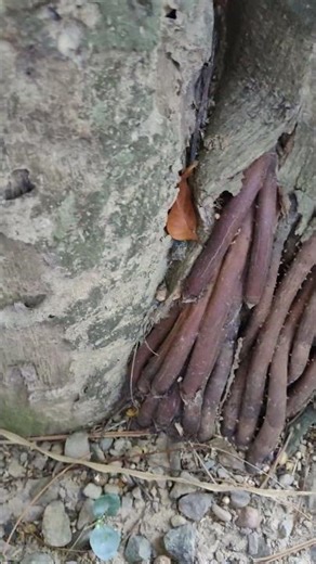 亞歷山大椰子 King palm, Alexandra palm VID20251217152359