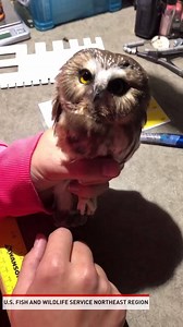 3.4M views · 11 reactions | "Owls are often nighttime hunters and rely heavily on their ears to find prey. With one ear located higher, and one lower on the head, owls can better pinpoint their prey's location, even under leaves or snow!" - U.S. Fish and Wildlife Service Northeast Region | The National Desk - TND | Facebook