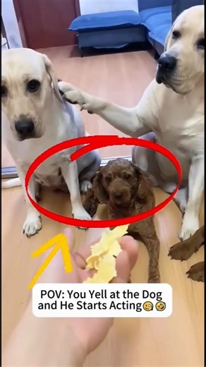 Your daily dose of cute and funny animals #pets #funny #dog