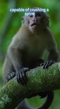 The Iron Talons: Harpy Eagle’s 80km/h Deadly Strike - Raw Nature.