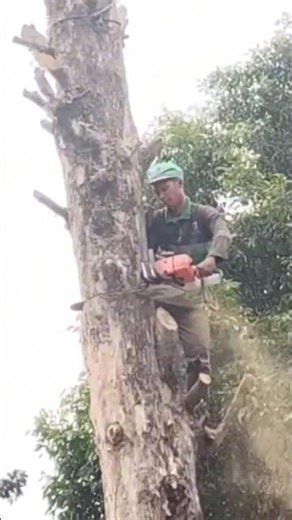 Woodworking project skill tree logging technique #shortvideo #treecutting #chainsaw