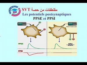 |SVT BAC| Extrait d'une séance directe: Les potentiels postsynaptiques (PPSE et PPSI)
