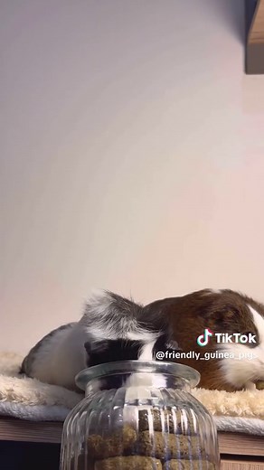 Adorable Guinea Pigs Enjoying Their Treats
