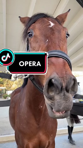 Equestrian Opera Singer Hits High Notes with Queen's Music