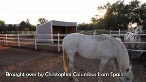 Untold Story of Horses and Their Role in Ranching