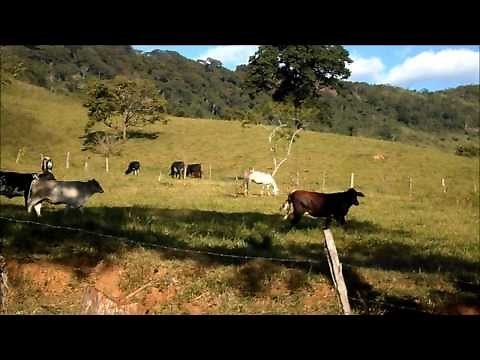 Brazilian Rustic Cattle