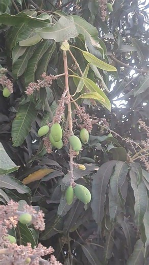 🥭 Amazing Mango Tree Full of Small Mangoes #mango #samallmango #tree #hometree