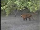 WWF-India: Sundarbans Future Imperfect