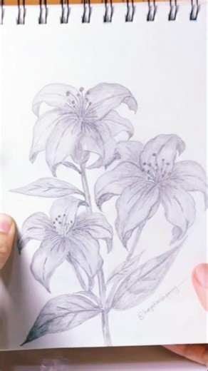 Easy Lily Flower Drawing #drawingtutorial #easydrawing #flowerdrawing #drawingforbeginners