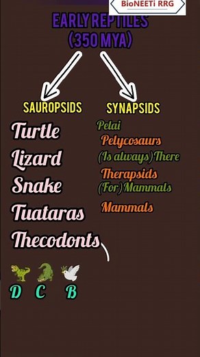 Geological Time Scale Simplified NCERT Table - NEET Biology