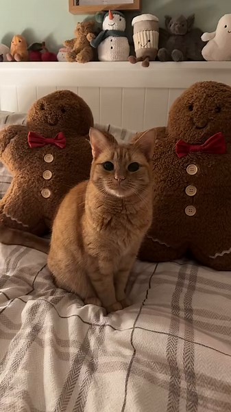 Cute Cat Beans Huddles Frozen Yogurt on 1st November