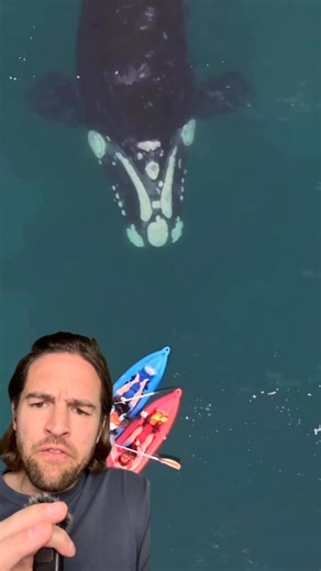 What do you think about this new whale species that was just discovered? #whale #orca #humpback #ocean #fyp | Scott Whitehead