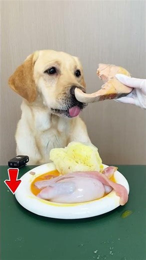 Oil Drizzle on Raw Chicken | Relaxing Dog ASMR Moment #dogeatingasmr