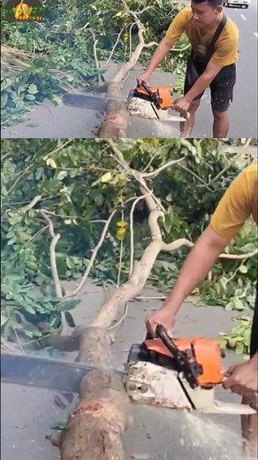 tree felling techniques