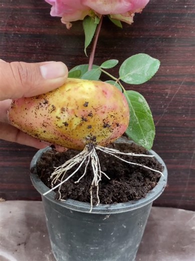 Grow Roses in Potatoes: A Step-by-Step Guide