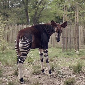 96 reactions · 11 shares | Just give him a minute – he’s working to...