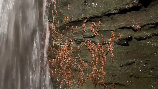 Researchers have filmed thousands of climbing catfish scaling waterfalls, providing a rare insight into the daring migration of an enigmatic fish. Learn more: https://scim.ag/45ZWQEw | Science