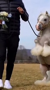 Movement Evaluation — Controlled Ring Session. A focused evaluation sequence highlighting balance, pacing, and controlled transitions as movement quality becomes clear through the session. #cuteminipets #movementreview #equestriantraining #performancecycle #ringevaluation | Cute Mini Pets