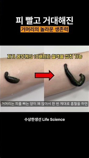 The Leech's Incredible Survival Skills