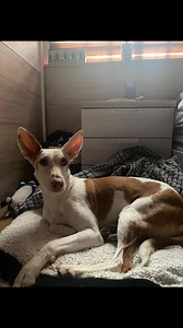 Here are new happy pictures of our dogs fostered. 🥰 We are amazed at all the help received. | SOS Podenco Rescue