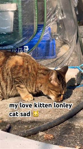 kitten lonley cat sad 🐱 #cat #mybunny