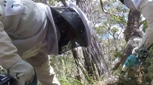VIDEO: Huge European wasp nest found in Albany