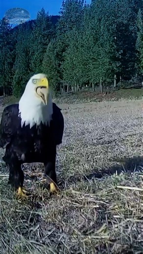 Watch What This Eagle Swallows Whole