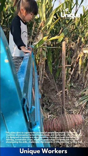 Corn harvester: people harvesting corn with a machine