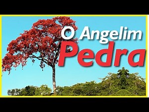 Angelim pedra