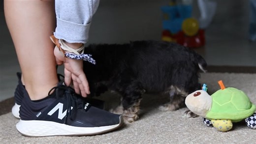 Cocker Spaniel puppy for sale