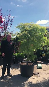 Viridis Japanese Maple 🍁✨ It's the softest of soft trees 🧴but also a 20 years old strong grower🌱 Check it out at 🌸http://hellohelloplants.com.au🌸 #hellohelloplants #japanesemaple #japanesemaples #mapletree #mapletrees | Hello Hello Plants & Garden Supplies