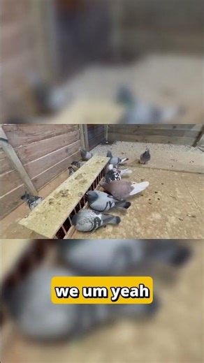 Expanding to Dutch Pigeons 🇳🇱 #newchannel #pigeonracing