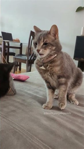 This Tiny Kitten Was Born With Clubbed Feet… Meet Pretzel 🥹