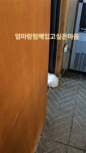 우리껌딱지#올드잉글리쉬쉽독#반려견 #강아지 #puppy #doglife
