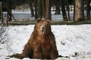 There's More to the Bears of Olympic Game Farm Than Funny Viral Videos