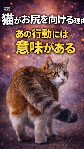 猫がお尻を向ける理由｜あの行動には意味がある #youtubeshorts #猫のいる暮らし #心に刺さる #猫のいる暮らし #心に刺さる #保護猫 #保護猫 #心の哲学 #猫 #心の哲学 #猫