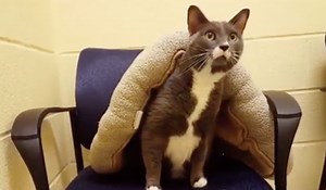 Baltimore County Shelter Offers Free Cats, Kittens