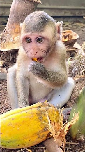 baby eating fruit yummy #wildlifeentertainment #animalpictures #entertaininganimals