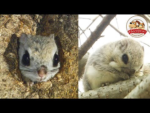 【北海道のかわいい動物】空飛ぶエゾモモンガを撮影！恋の季節と赤ちゃん成長記【どうぶつ奇想天外／WAKUWAKU】
