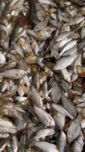 Fresh Country Fish Selling in Roadside | Fishing & Village Tradition