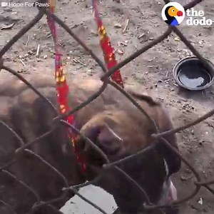 26M views · 346K reactions | Pittie leans on his rescuer as soon as he feels safe  | The Dodo | Facebook