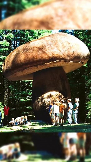 The world’s largest living organism, the Humongous Funguss, is located in Malheur National Forest in eastern Oregon. It covers over 2,200 acres and is made up of the Armillaria ostoyae funguss, also known as the honey mushroom. | Unsolved Mysteries & Paranormal Activities