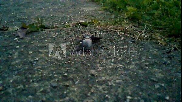 Stag beetles in the wild. Close-up of males fighting for territory. Concept of animals in the wild.