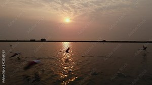 Flock of flamingos take off in flight as drone soars above to sunset ray on water