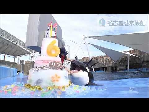 【名古屋港水族館】シャチのリン6歳の誕生日