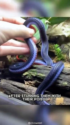 Blue Coral Snake 🐍 One Of The Most Beautiful Snakes In The World #shorts #coralsnake #snake