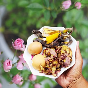 25K views · 384 reactions | Easy and free homemade Organic Liquid Fertilizer for any Plants using Banana peels, eggshells and potato peels | Rana Craft | Facebook