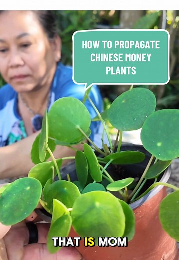 JudyBaoGarden on TikTok