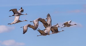 For the First Time in a Century, Alabama Will See a Sandhill Crane Hunting Season