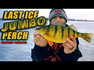 Lake Simcoe Last Ice Jumbo Perch - Live 2 Fish